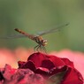 赤い薔薇に赤とんぼ