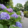 紫陽花と駆け抜ける少女