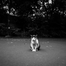 猫に人気の私　1