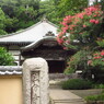 百日紅