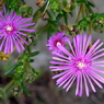 写真句：大地の花火