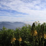 伊吹　山の風景