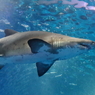Shark1