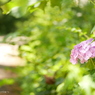 紫陽花と夏の道