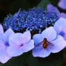 木曽の紫陽花