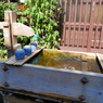 郡上　街中の水飲み場