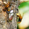 花と虫達　カブトムシ