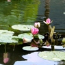 水蓮2