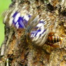 花と虫達　オオムラサキ　完
