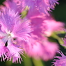 お花
