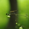 夏の野草園-レンゲショウマの蕾とノシメトンボ