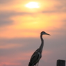 夕日と鷺