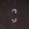 水面とのランデブー