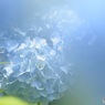 紫陽花