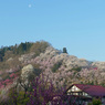 早朝の花見山