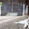 神社にいたネコさん