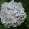 White Ball
