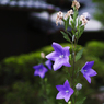 花はちり、また咲く