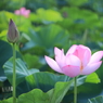 透き通る