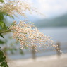 湖畔の白い花