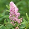 戦場ヶ原の花。
