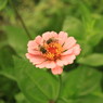 花と蜂1