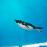 ペンギン