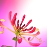 A flower that suits my grave