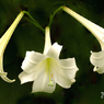 写真三行詩：The triplets
