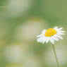 Chamomile