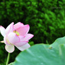 lovefavorite_277a