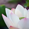 lovefavorite_274