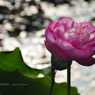 lovefavorite_281
