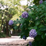 Contax F / A.Schacht Travenar-A