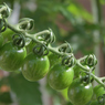 奥さんのお庭　TOMATO　壱