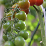 奥さんのお庭　TOMATO　弐