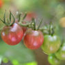奥さんのお庭　TOMATO　参