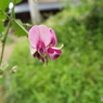 萩1
