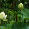 蓮1