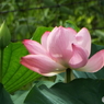 蓮3