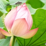 蓮4