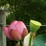 蓮5