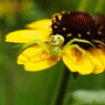 花と虫達　ハナグモ