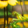 花と虫達　カマキリ