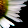 flower 3