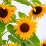 太陽が恋しいⅧ