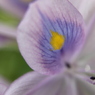 ホテイアオイの花