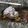 獅子頭_手水鉢_田無神社