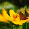 花と虫達　セセリチョウ