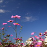 秋桜